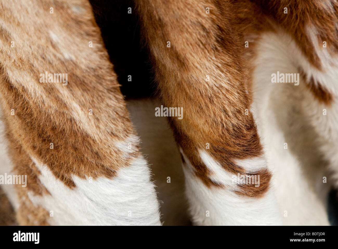 Marrone e bianco pelle di mucca Foto Stock
