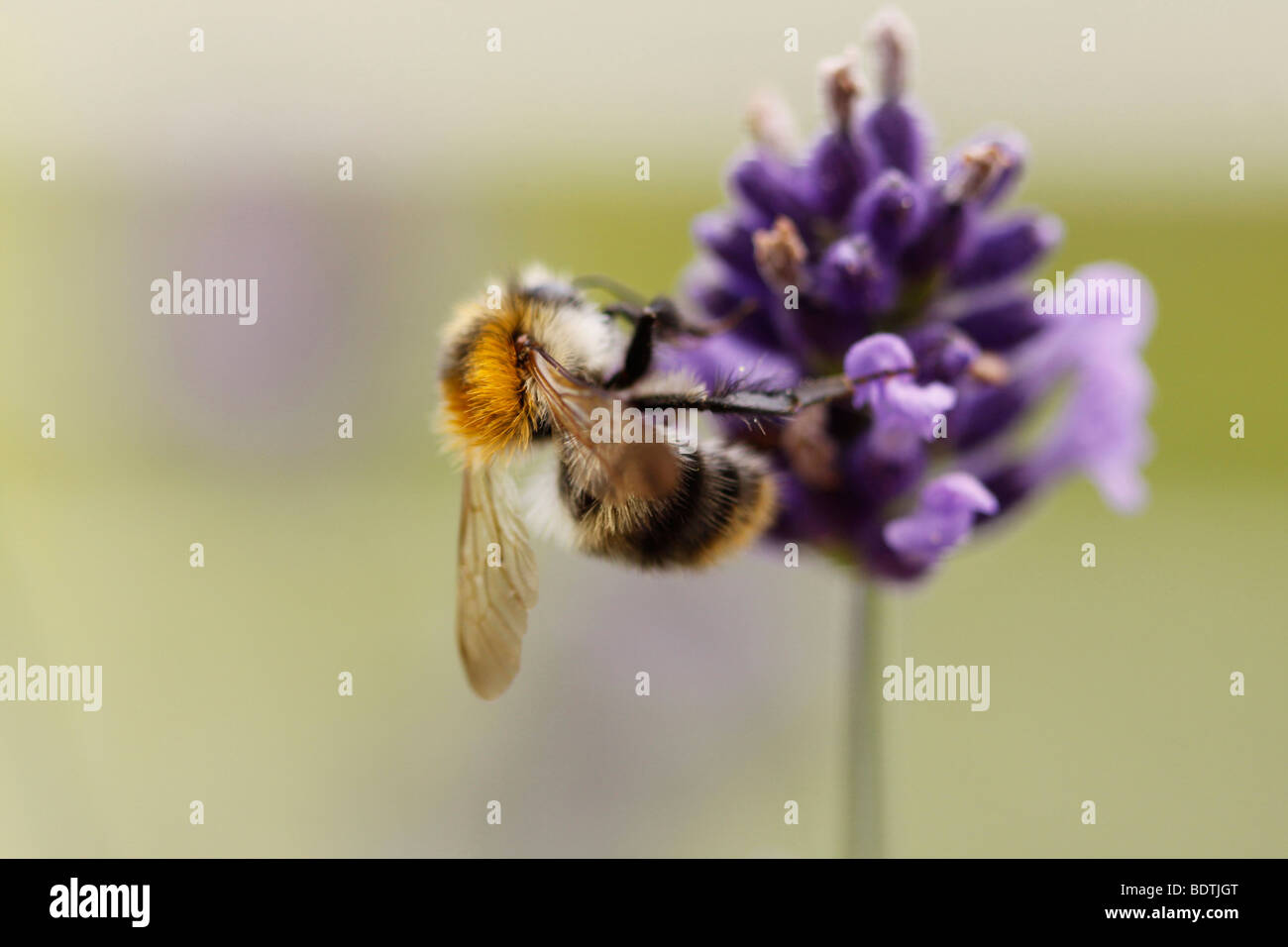 Un occupato Bumble Bee (soft focus/profondità selezionata del campo) su un fiore viola la raccolta di nettare. Foto Stock