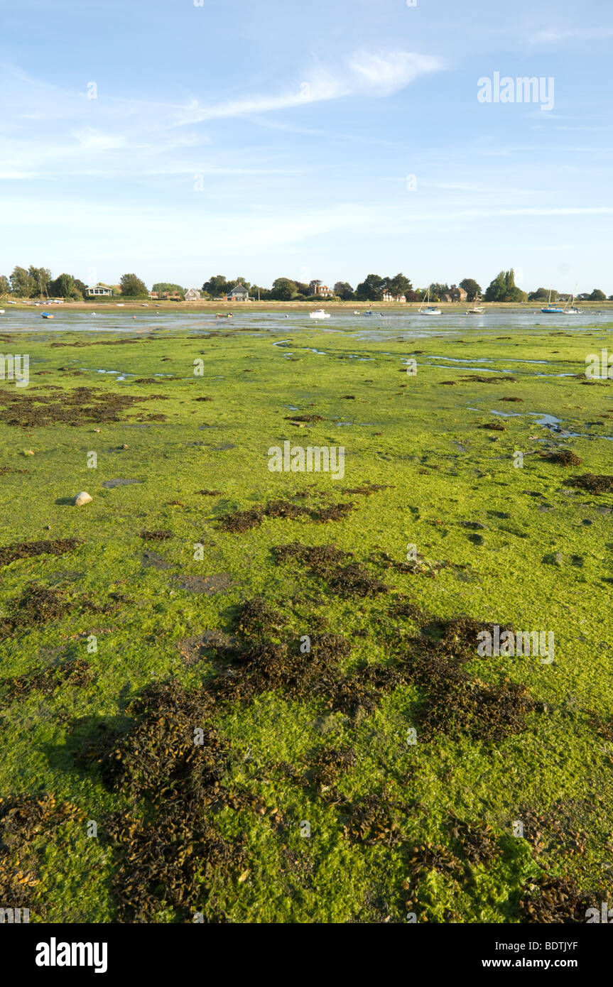 Invasione di alghe Bosham West Sussex Regno Unito Foto Stock