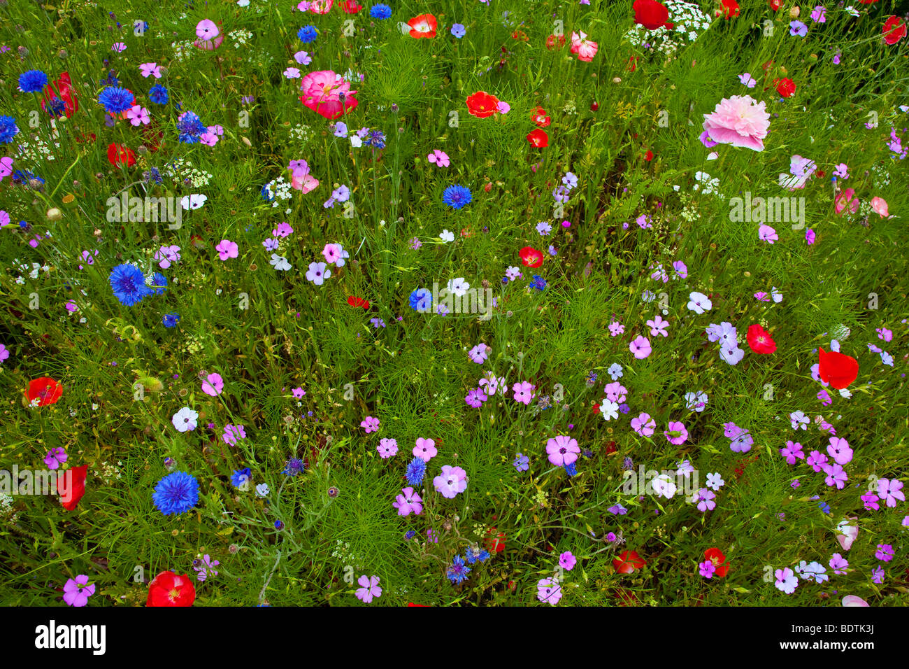 Fiori Selvatici England Regno Unito UKq Foto Stock