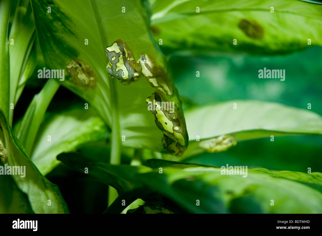 Verde grigio e marrone Rane di albero camuffato sotto le foglie Foto Stock