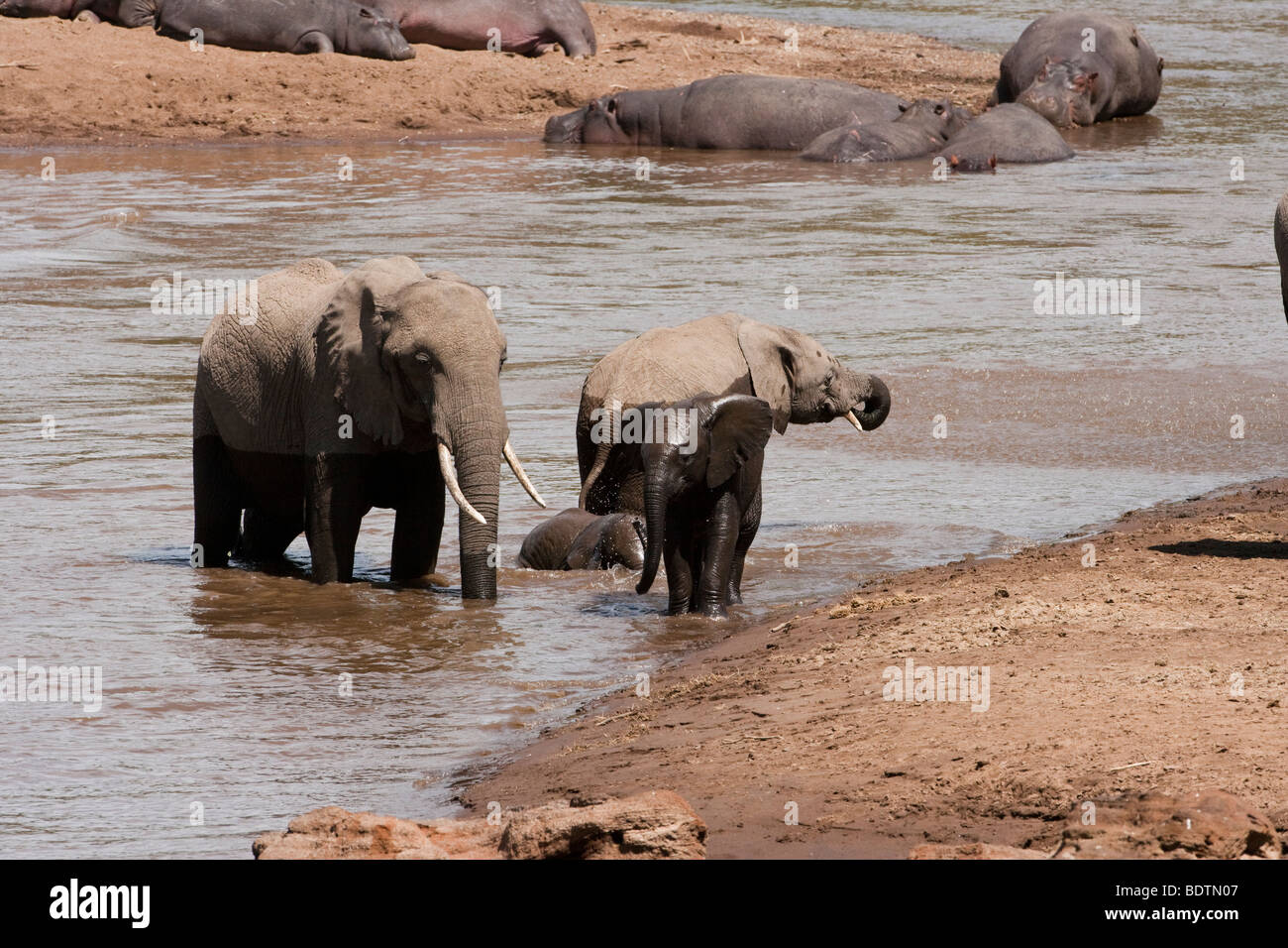 Chiudere l'elefante africano allevamento con bagnato carino piccolo bimbo elefanti Varcando il fiume, ippopotami in acqua in background sulla banca del fiume nel Masai Mara del Kenya Foto Stock