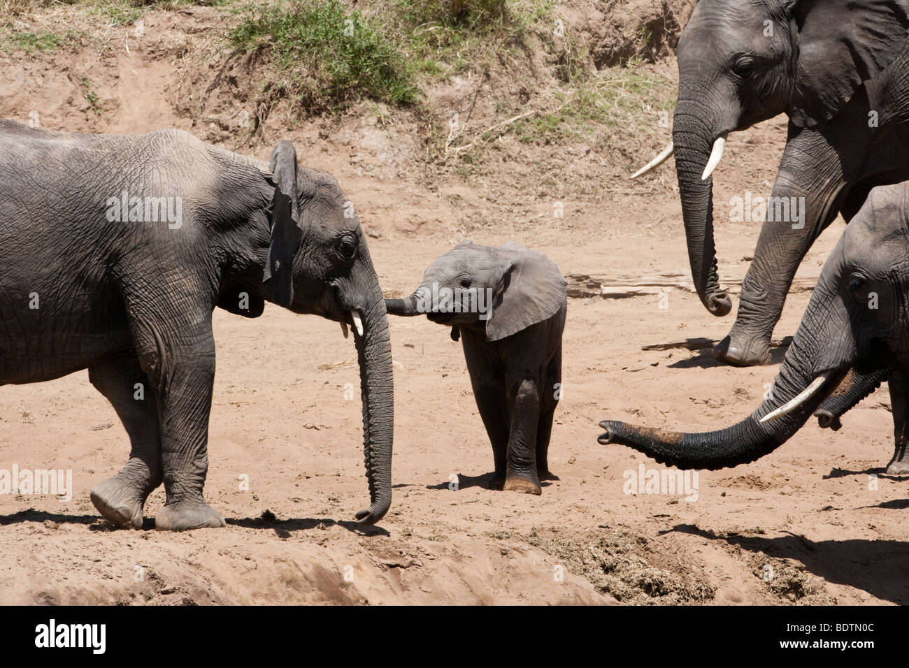 Close up adorably carino piccolo baby elefante africano, tronco, nel selvaggio, protetto da sguardo vigile di allevamento a banca di fiume nel Masai Mara del Kenya Foto Stock