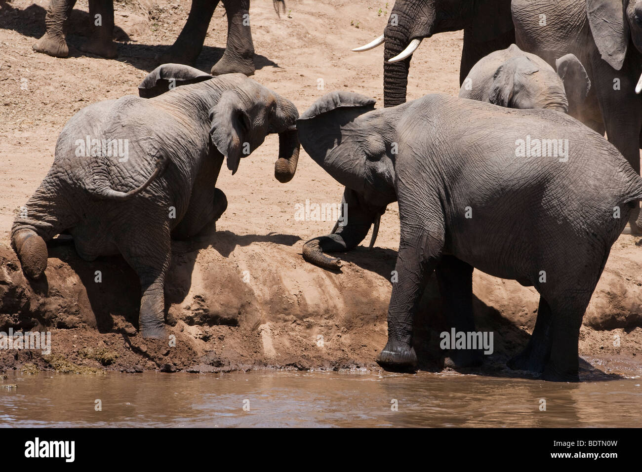 Chiudere fino 2 piccolo carino divertente baby elefanti africani giocando e lottando per salire al di fuori dell'acqua fino riverbank utilizzando linee del Masai Mara del Kenya Foto Stock