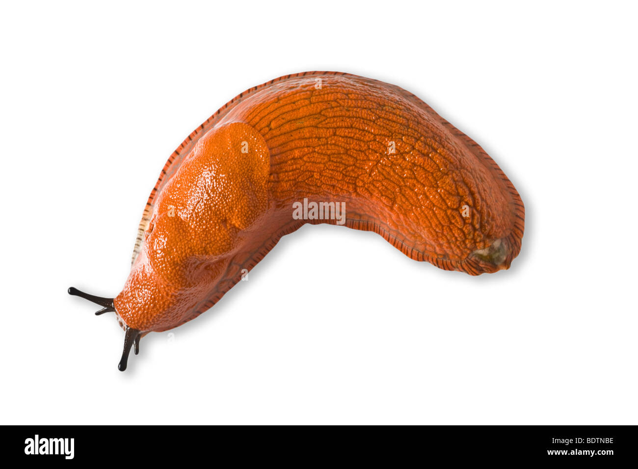 Un rosso slug (Arion rufus) fotografato in studio. Limace rouge (Arion rufus) photographiée en studio. Foto Stock