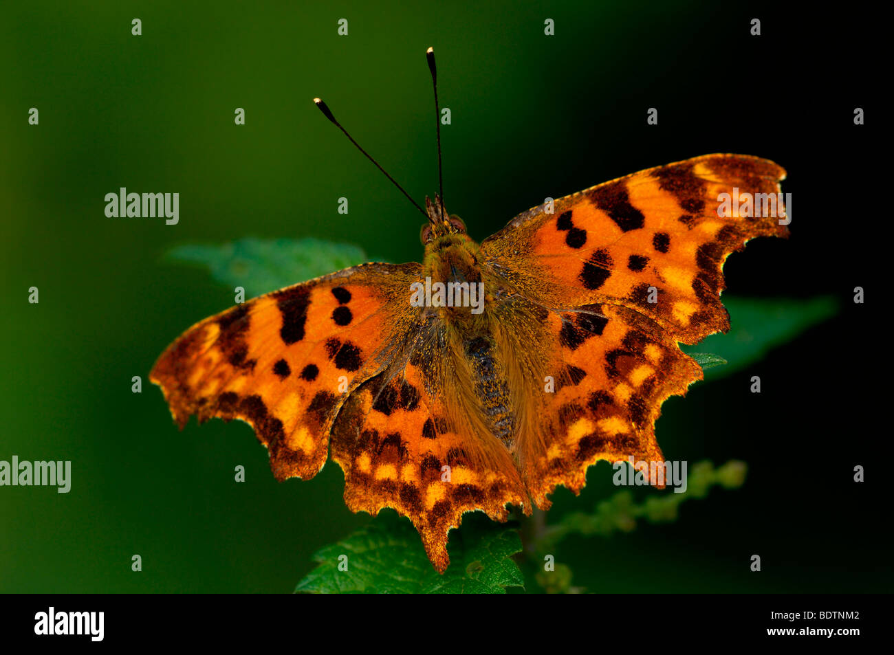 C-vacillare, Polygonia c-album, virgola butterfly Foto Stock