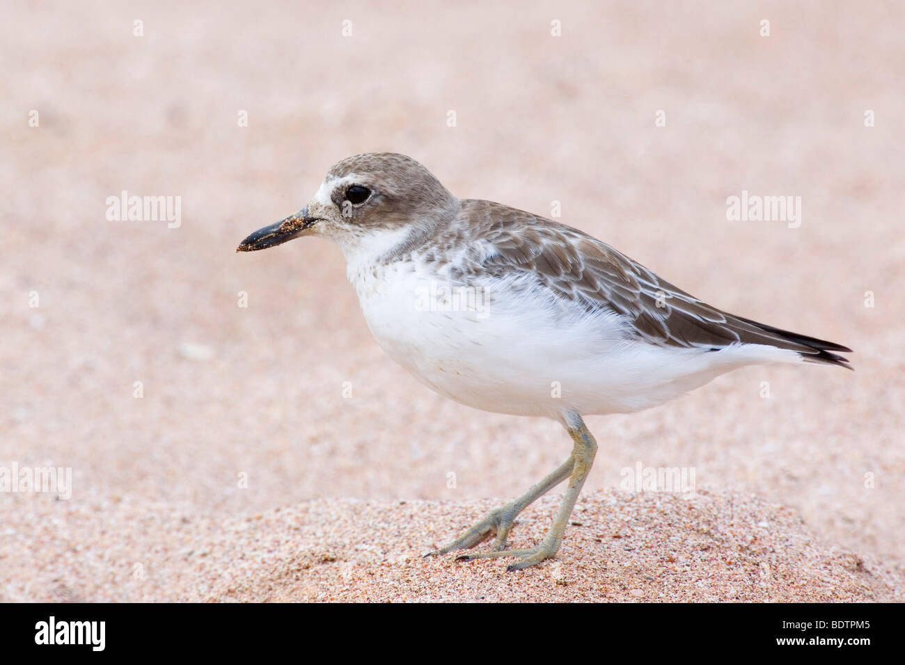 Charadrius bicinctus nastrare Dotterel Plove di montagna Foto Stock