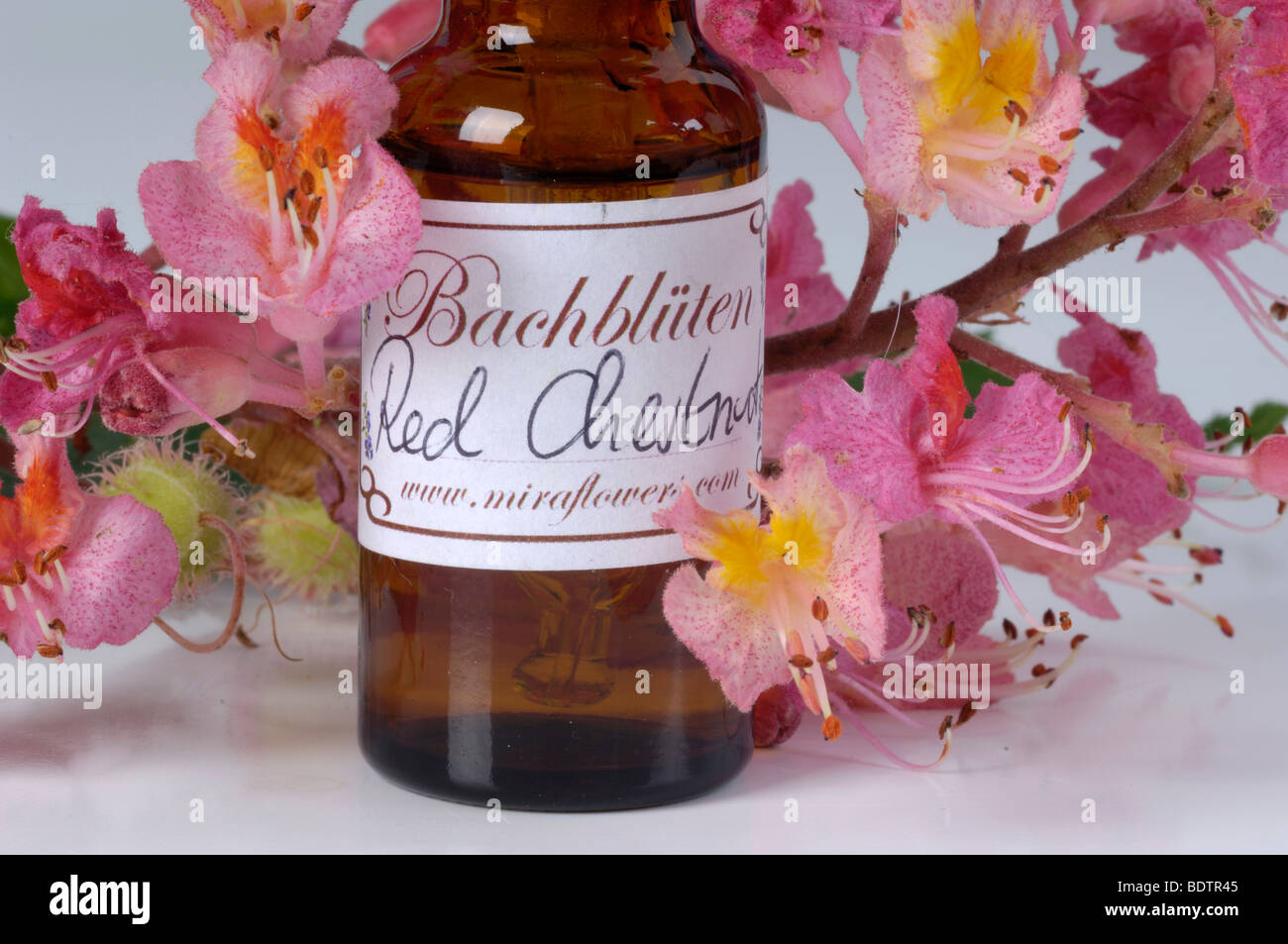 Bottiglia con fiori di Bach Stock Remedy, Red Chestnut, Aesculus carnea Foto Stock