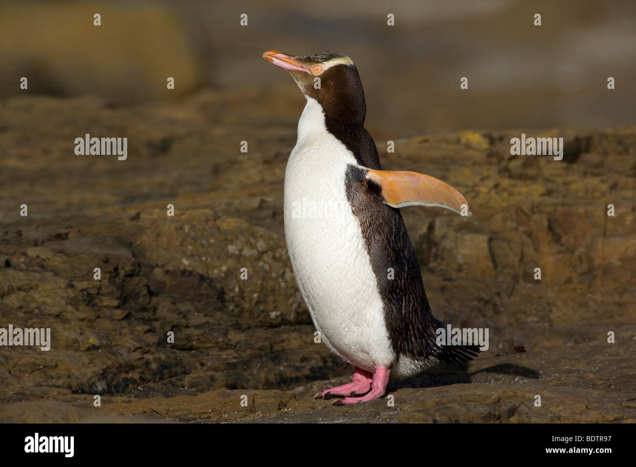 Giallo-eyed penguin, (megadyptes antipodes) nuova zelanda, Isola del Sud, curio bay Foto Stock