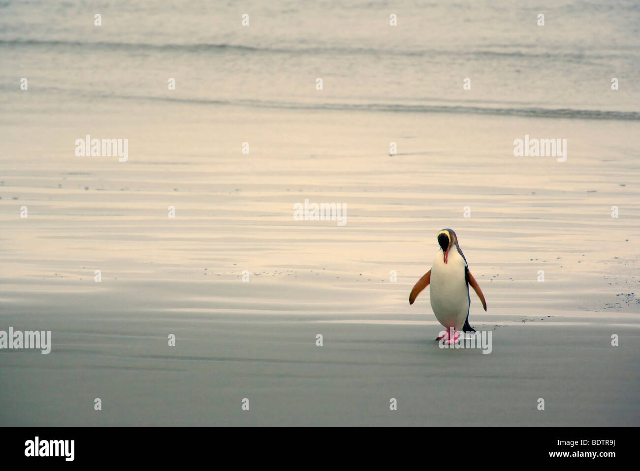 Gelbaugenpinguin (megadyptes antipodes) giallo-eyed penguin, Nuova Zelanda, Sud isola, otago Foto Stock