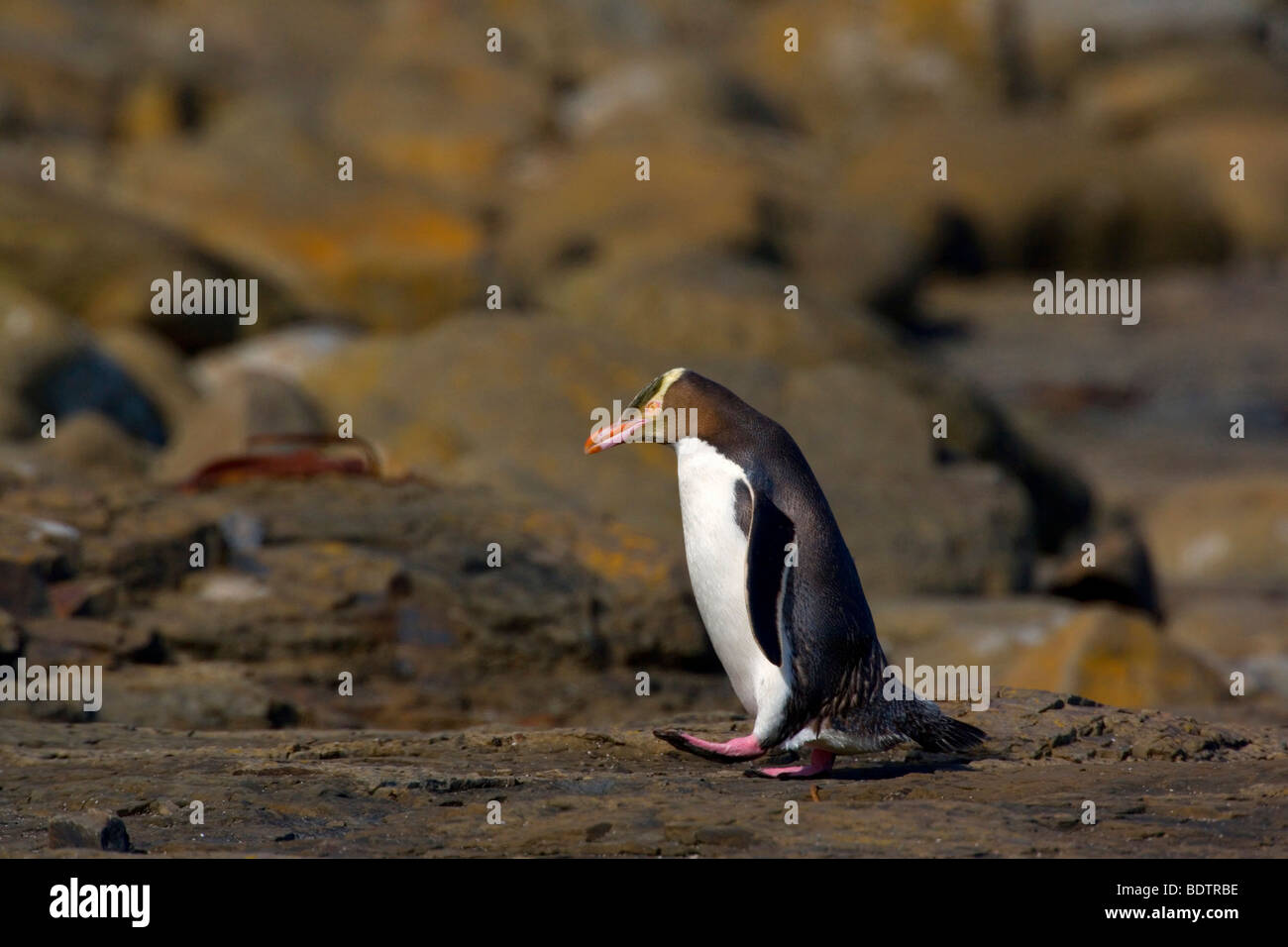 Giallo-eyed penguin, (megadyptes antipodes) nuova zelanda, Isola del Sud, curio bay Foto Stock