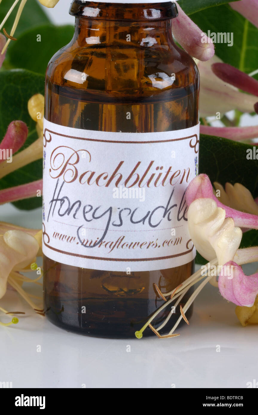 Bottiglia con fiori di Bach Stock Remedy, caprifoglio, Lonicera caprifolium Foto Stock