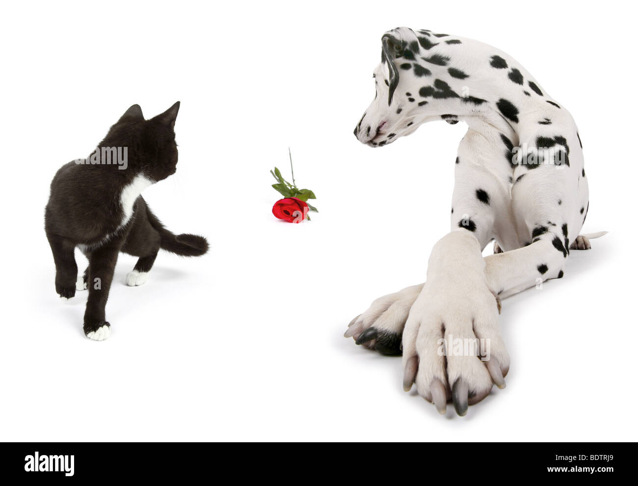 Dalmazia (Canis lupus f. familiaris), con Gatto, entrambi ruotando per una rosa rossa Foto Stock
