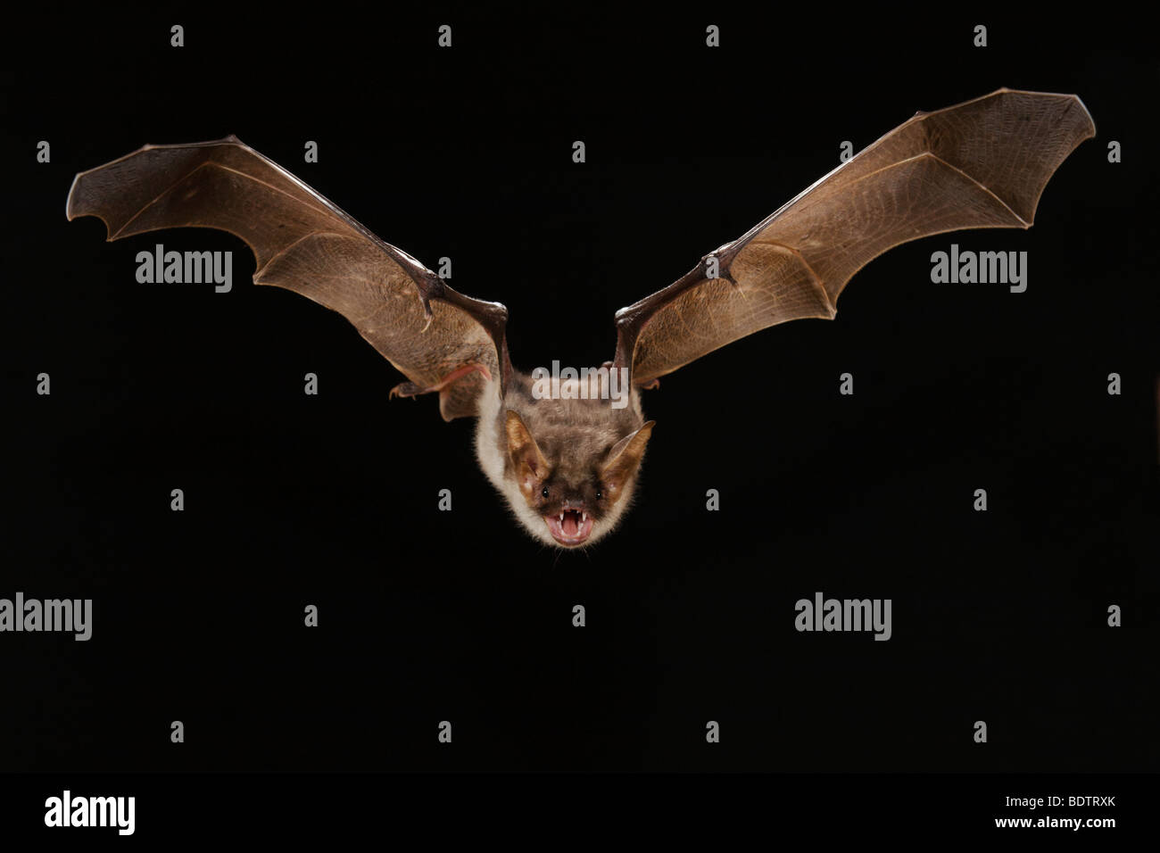 Myotis myotis, maggiore Mouse-eared Bat Foto Stock