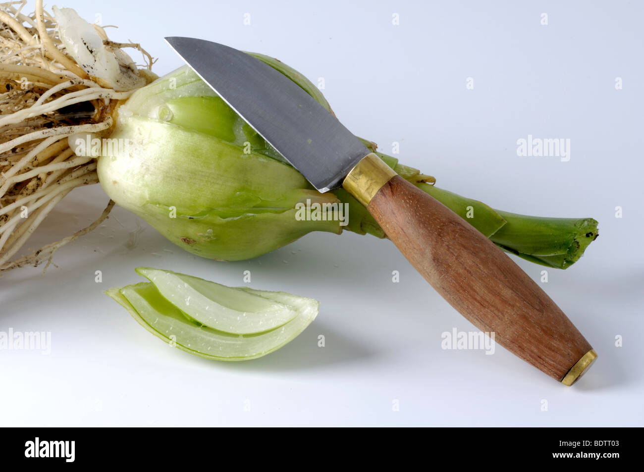 Falso Mare Onion / (Ornithogalum caudatum) Foto Stock