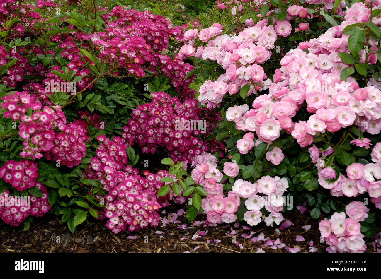 Rosa ad arbusto, Rosa spec., Strauchrose Angela, Rosso di ieri Foto Stock