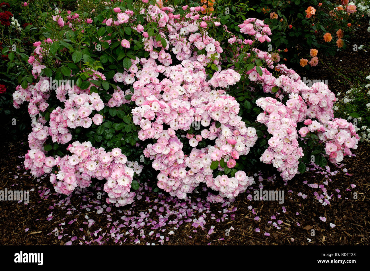 Rosa ad arbusto, Rosa spec.,Strauchrose Angela Foto Stock