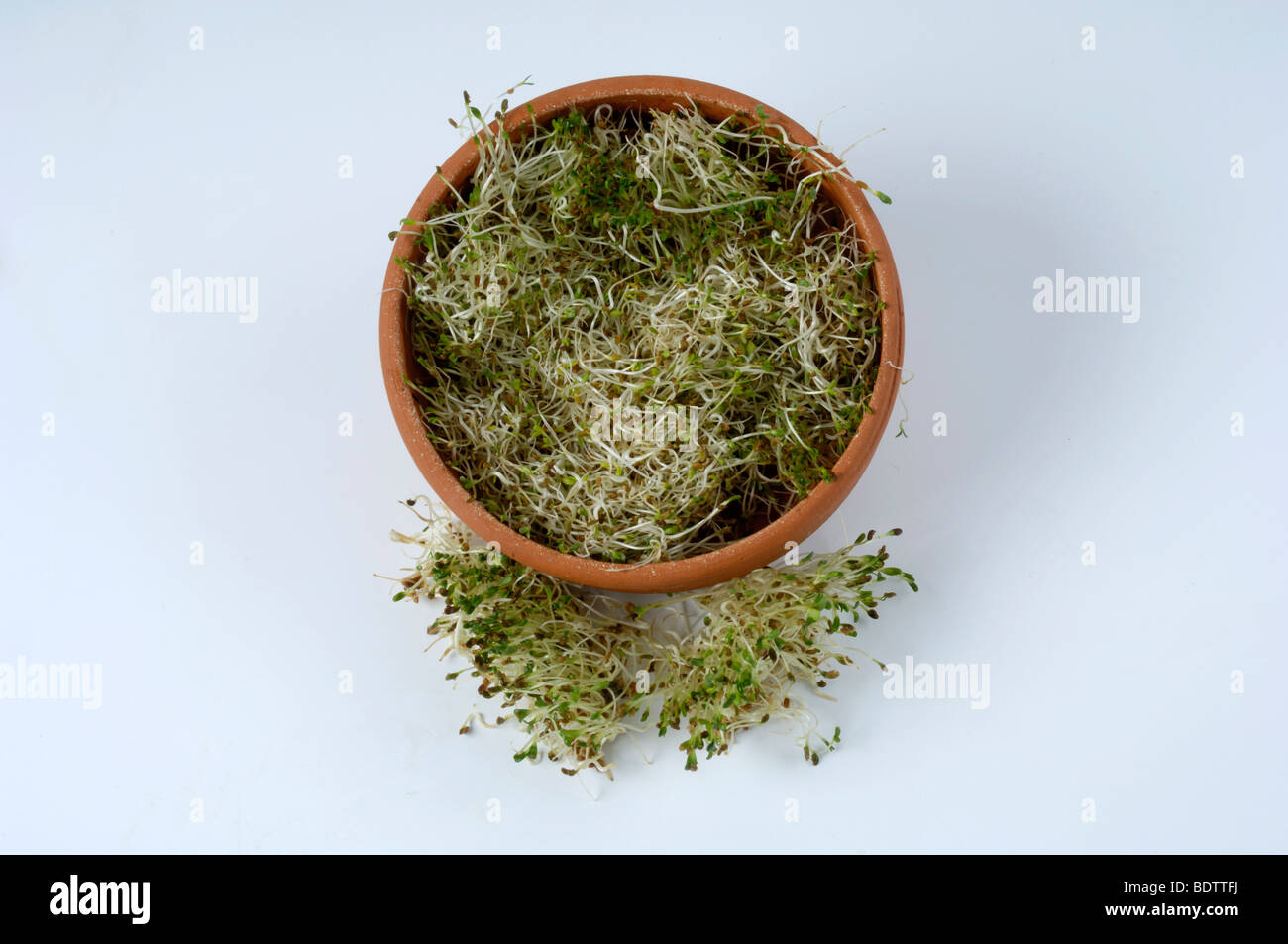 Erba medica, i cavoli freschi, Medicago sativa, Luzerne, frische Sprossen, Sprossen, Keimlinge, Foto Stock