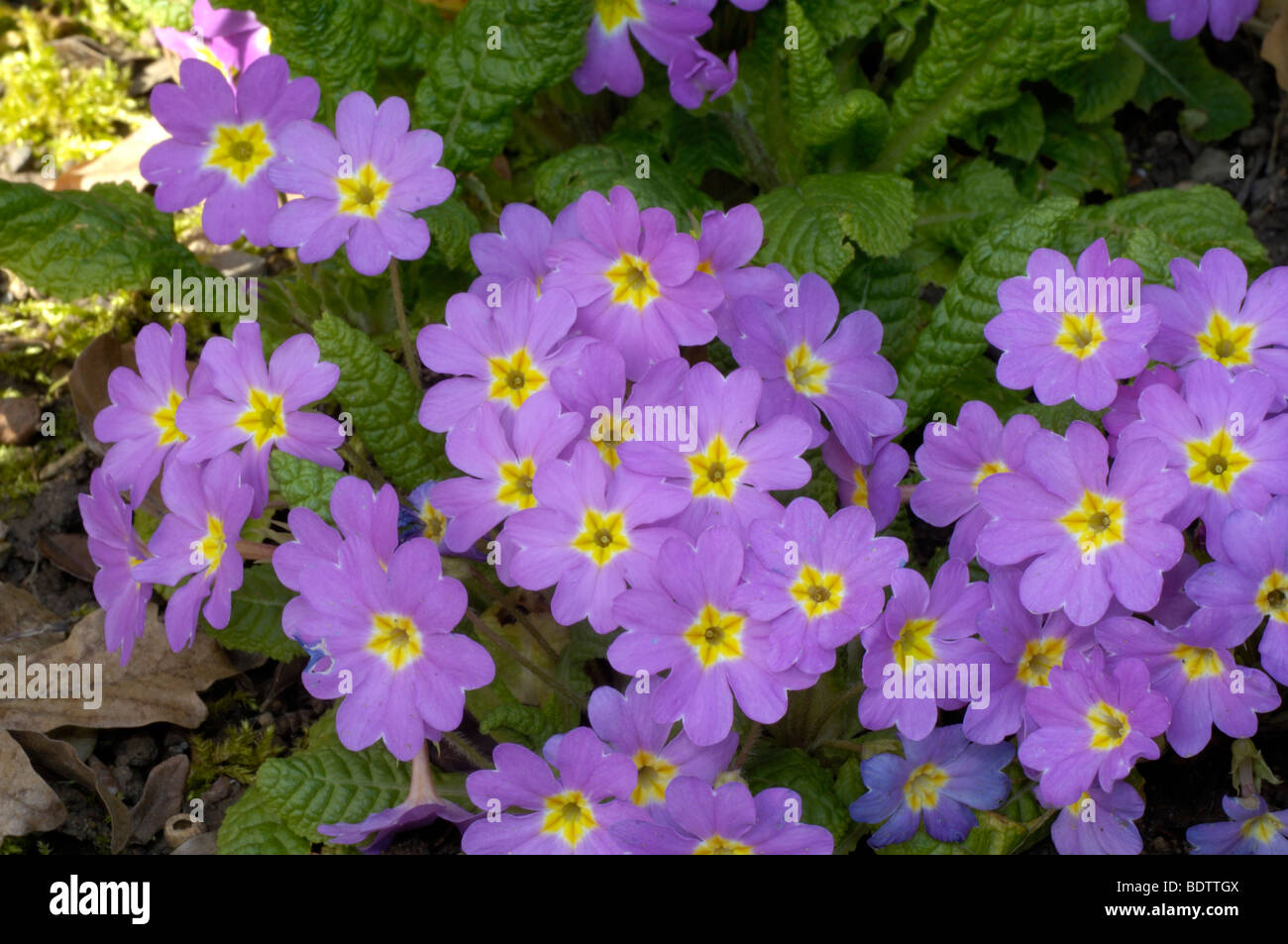Primrose, Primula acaulis, Primula vulgaris Foto Stock