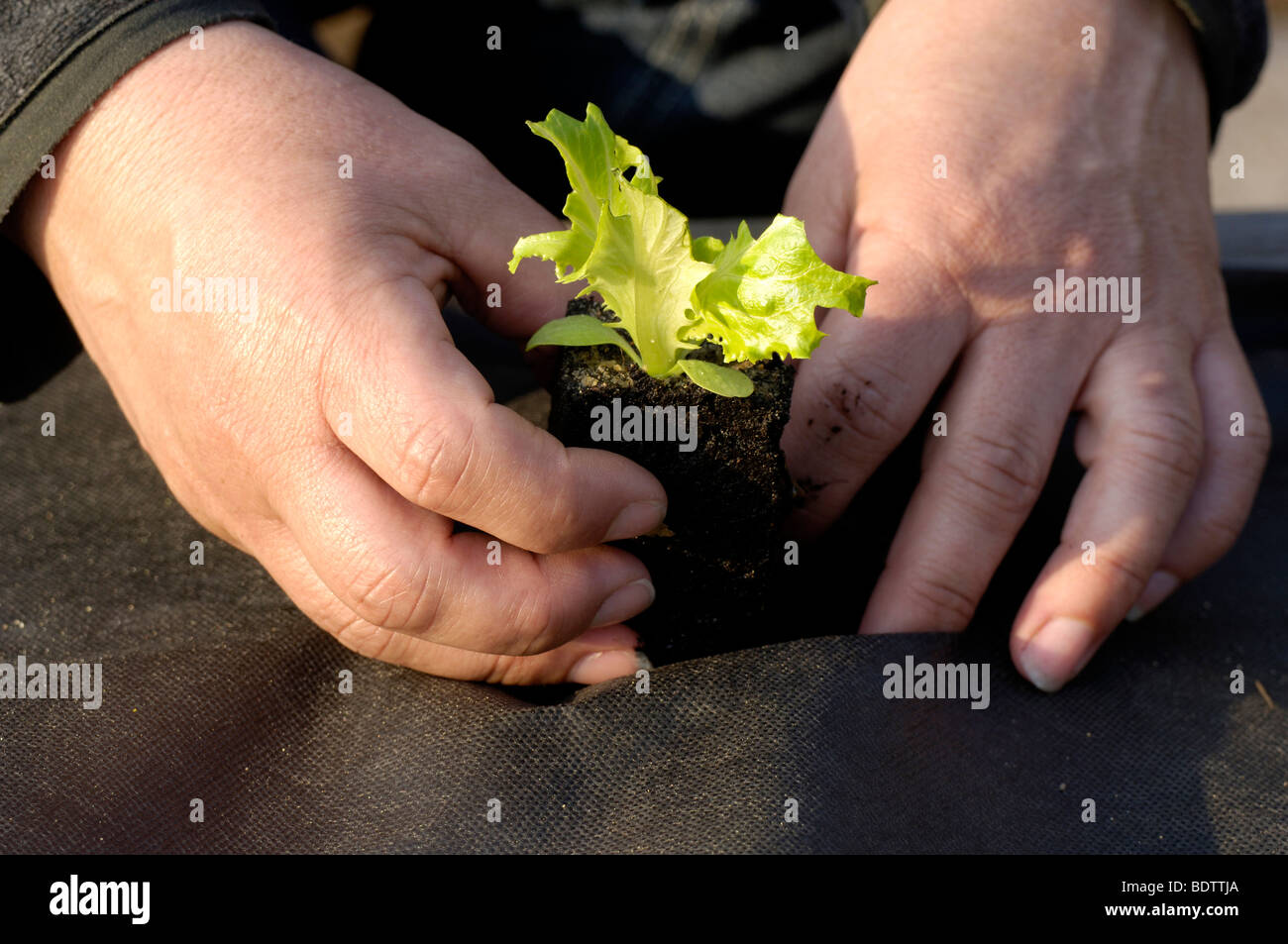 Salat pflanzen in Mulchfolie Foto Stock