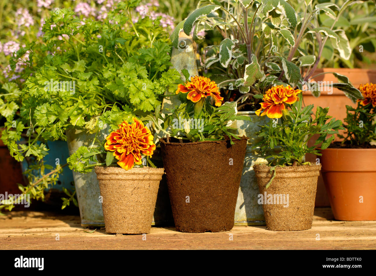 Le piante giovani, tagetes und timo, Thymus citriodorus, Pflanzenanzucht, tagetes, Studentenblume und Thymian, Thymus citriodorus Foto Stock