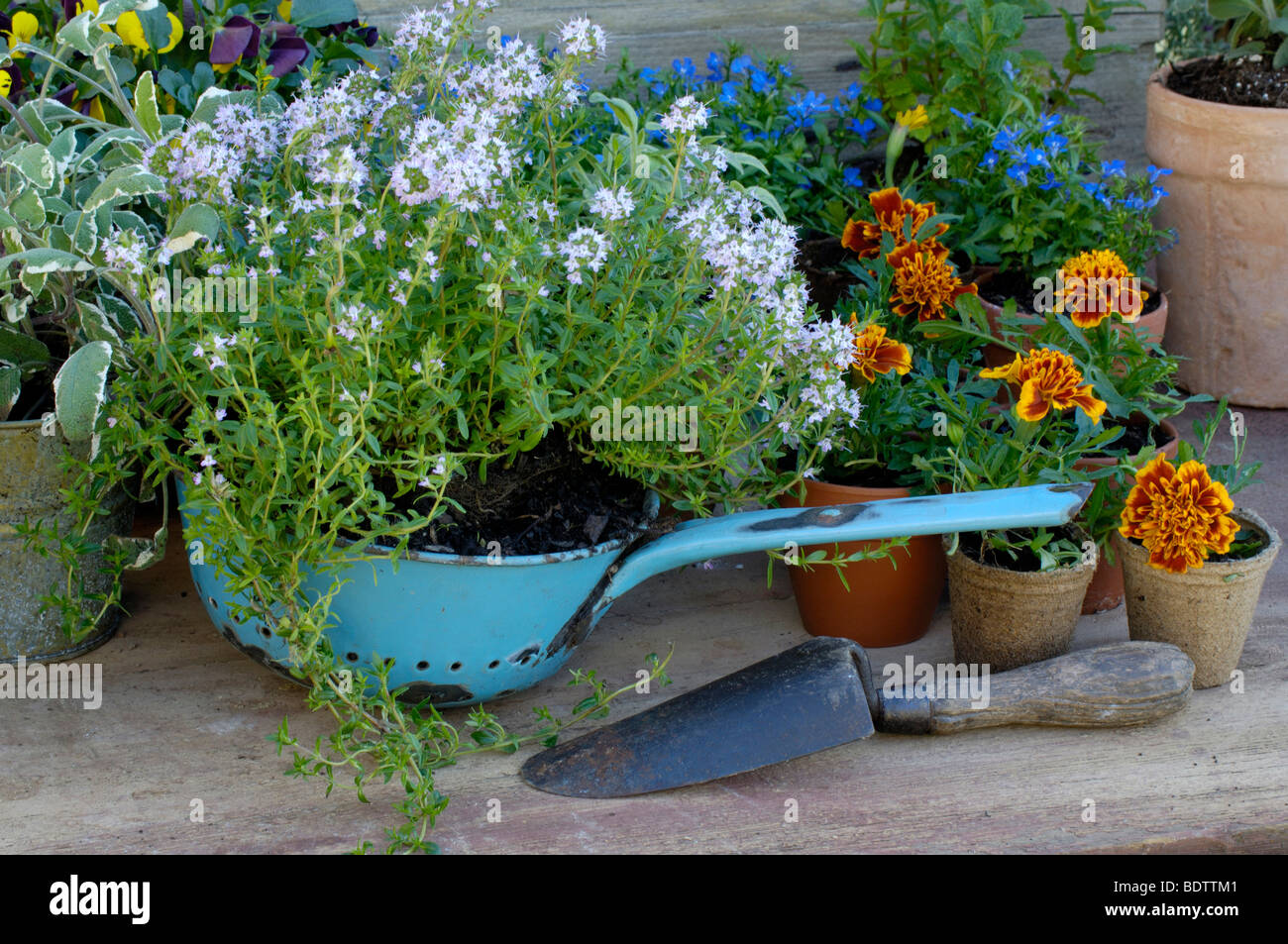 Pflanzenanzucht, Thymian, tagetes, Kuechenkraeuter, Kraeuter, giovani piante, tagetes, timo Foto Stock