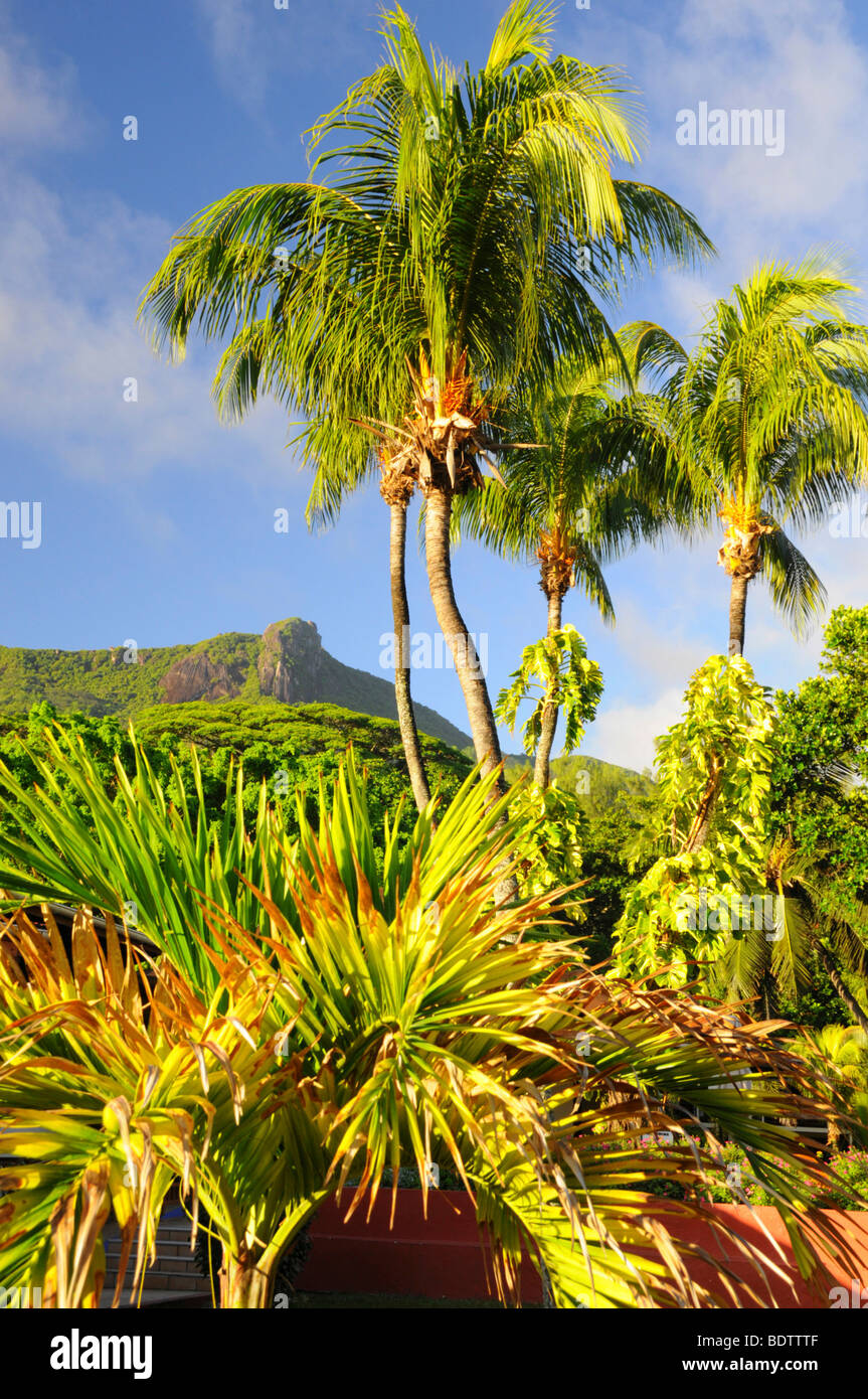 Palma da cocco (Cocos nucifera) al fondo del Morne Seychellois National Park, l'Isola di Mahe, Seychelles, Africa, Indiano Oce Foto Stock