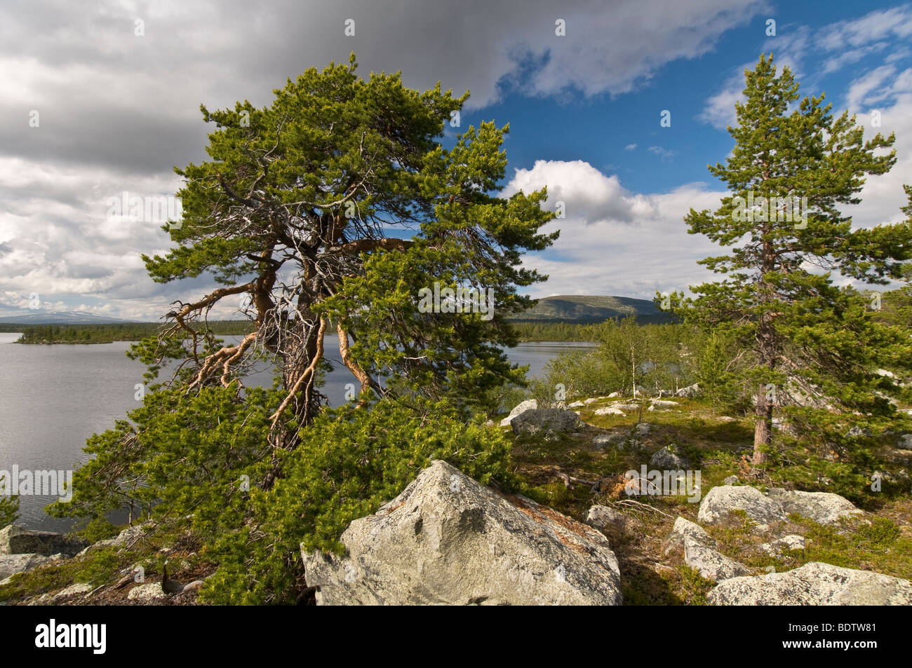 Kiefer am vedere Rogen, naturreservat rogen, haerjedalen, SCHWEDEN, pino al lago di rogen, riserva naturale, Svezia Foto Stock