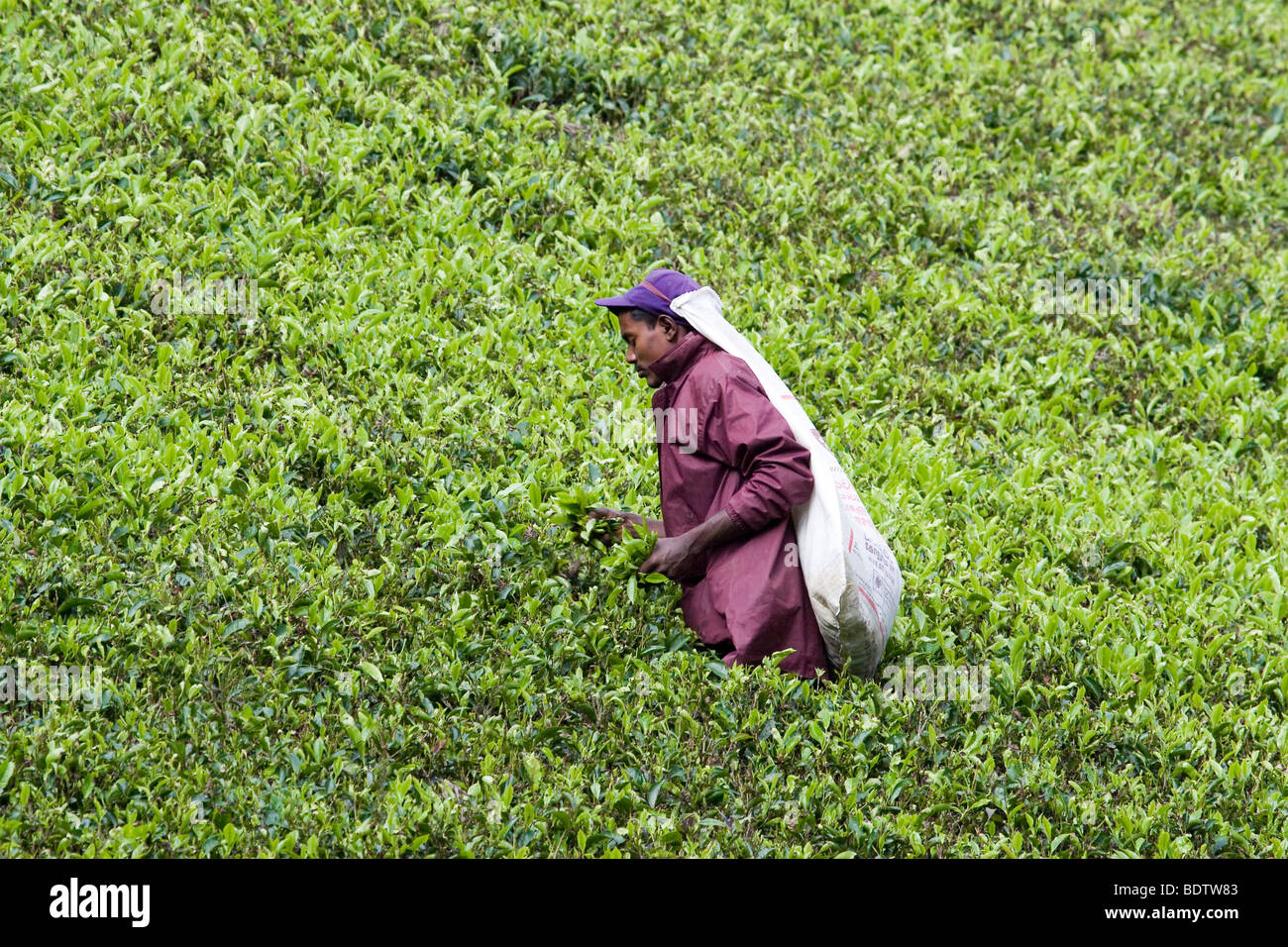 Agitazioni Sindacali e scarsità - un maschio di tè plucker fa il lavoro tradizionale delle donne su una piantagione in Bogawantalawa, Sri Lanka. Foto Stock