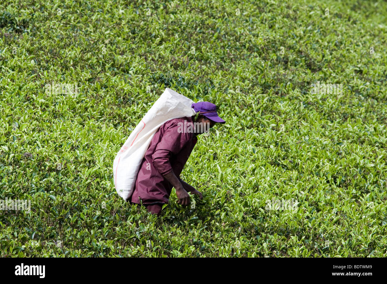 Agitazioni Sindacali e scarsità - un maschio di tè plucker fa il lavoro tradizionale delle donne su una piantagione in Bogawantalawa, Sri Lanka. Foto Stock