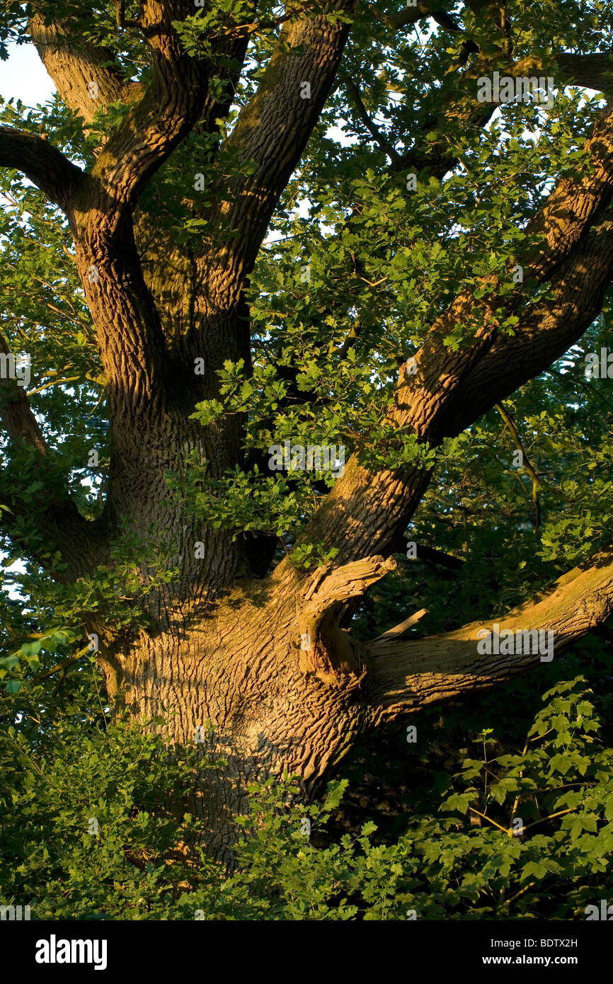 Stieleiche - (Sommereiche) / Farnia / Quercus robur - (Quercus pedunculata) Foto Stock
