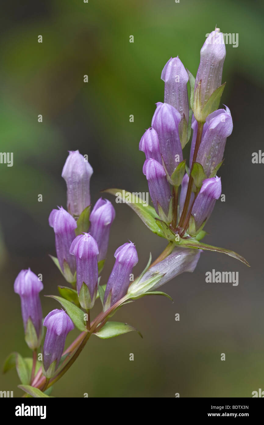 Herbstenzian - (Herbst-Enzian) / Autunno Dwarf Genziana / Gentianella amarella - (Gentiana amarella) Foto Stock