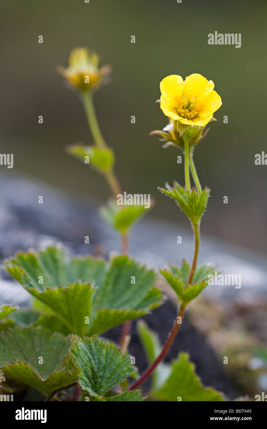 Filziges Fingerkraut / Cinquefoil villosi - (Northern Cinquefoil) / Potentilla villosa Foto Stock