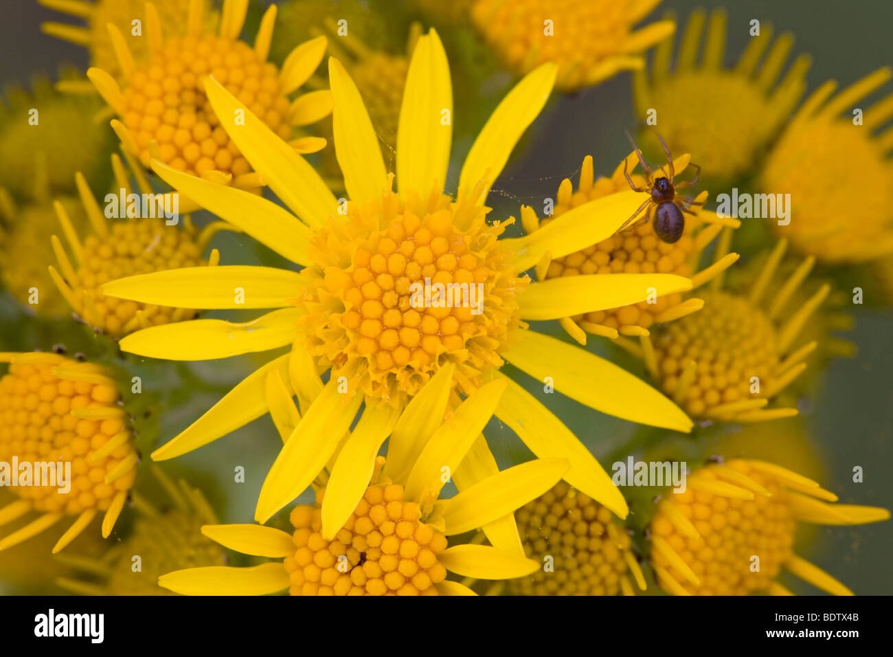 Jakobs-Greiskraut / erba tossica - (maleodoranti Willie) / Senecio jacobaea - (Jacobaea vulgaris) Foto Stock