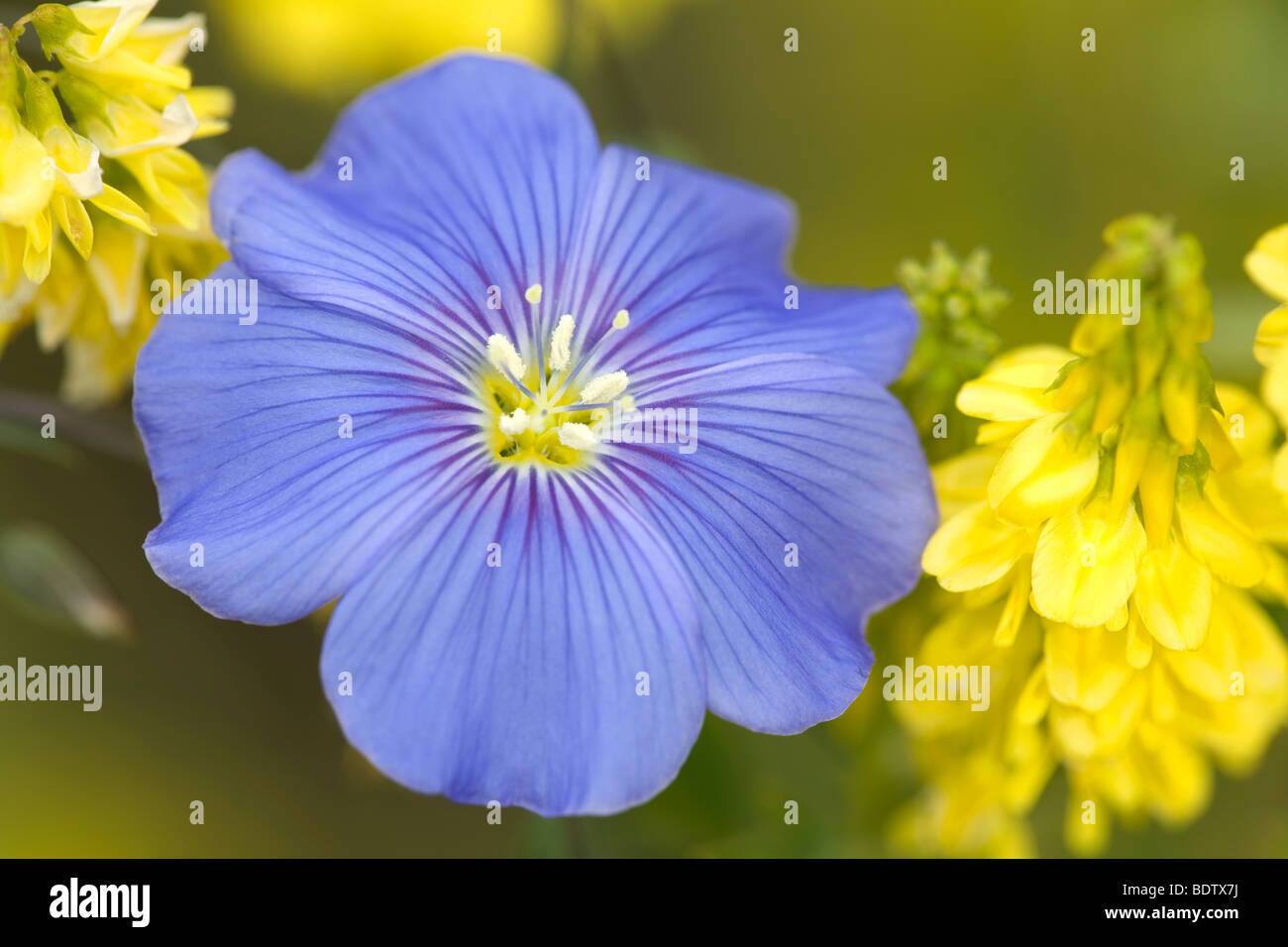 Ausdauernder Lein - (Stauden-Lein) / Blu Lino - (Blu selvaggio lino) / Linum perenne Foto Stock