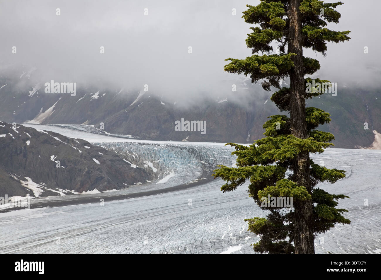 Salmon-Gletscher & Berg-Hemlocktanne / Salmon-Glacier & Mountain la cicuta / Tsuga mertensiana Foto Stock