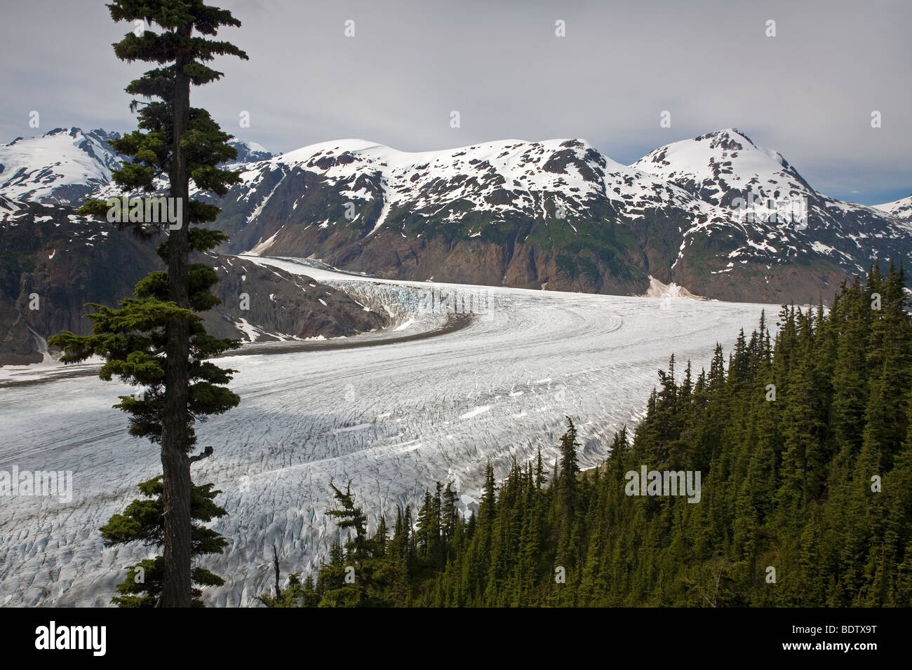 Salmon-Gletscher & Berg-Hemlocktanne / Salmon-Glacier & Mountain la cicuta / Tsuga mertensiana Foto Stock