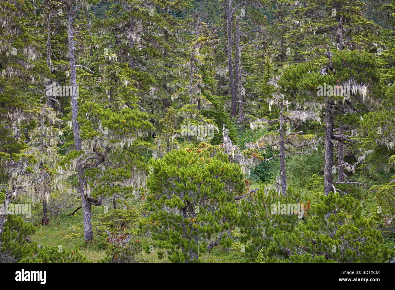 Kiefern & Bartflechten / Pini & Barba Lichen / specie Pinus & Usnea longissima Foto Stock