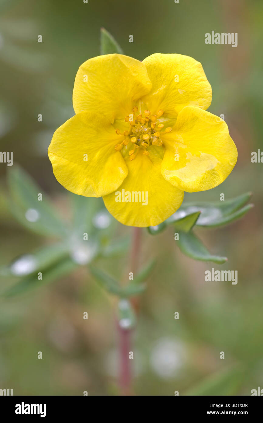 Fingerstrauch / Cinquefoil arbustiva / Dasiphora fruticosa - (Potentilla fruticosa) Foto Stock