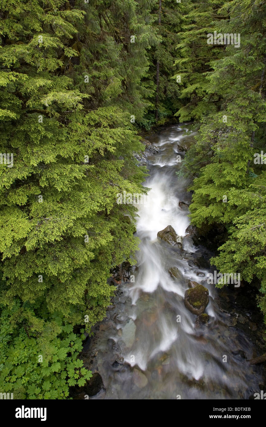 Westamerikanische Hemlocktanne am Fish-Creek / Western Hemlock al Fish Creek / Tsuga heterophylla - (Douglas-Island) Foto Stock