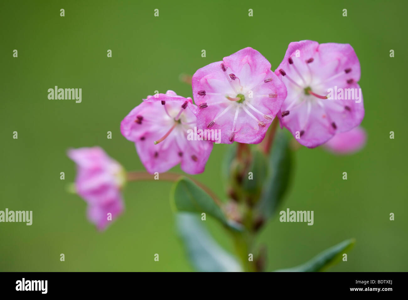 Poleiblaettrige Lorbeerrose - (Lorbeerrose) / Bog alloro / Kalmia polifolia Foto Stock