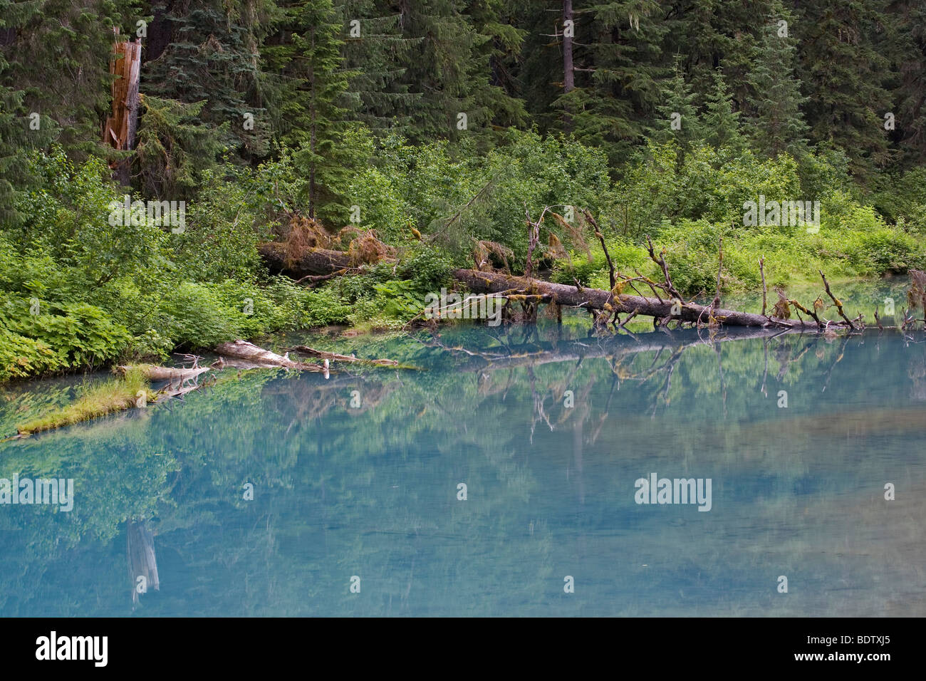 Die Blaue Lagune sono pesci Creek / Laguna Blu al Fish Creek / Hyder - Alaska Foto Stock