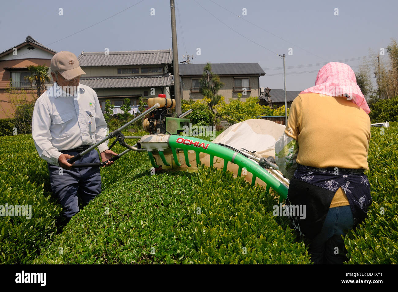 Meccanica raccolto del tè, macchina da taglio con la ventola e la sacca di raccolta, Sagara, Prefettura di Shizuoka, Giappone, Asia Foto Stock