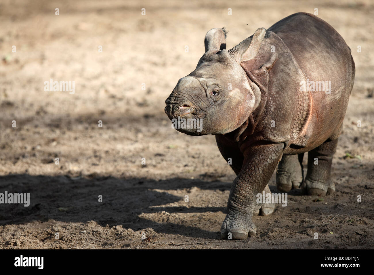Panzernashorn, Rhinocerus unicornis, grande rinoceronte indiano, Captive, Germania, 3 Wochen altes Jungtier, 3 settimane vecchio cucciolo Foto Stock