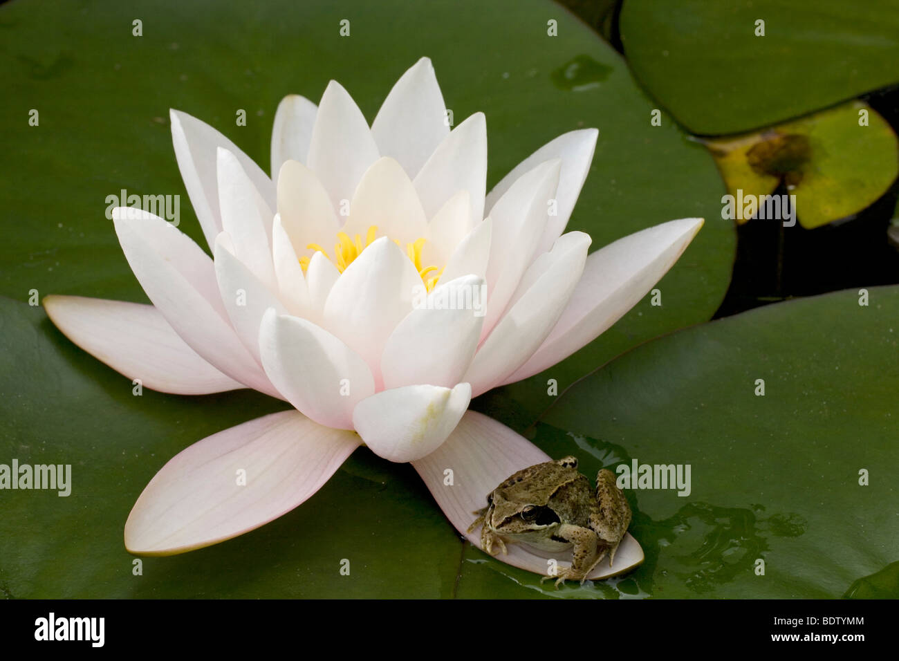 Grasfrosch & Weisse Seerose - Wasserrose, Rana comune & Europeo Ninfea Bianca (Rana temporaria & Nymphaea alba) Foto Stock