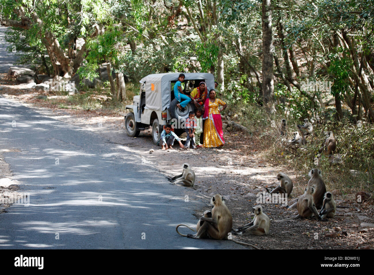 Hanuman Langur, Grauer Langur Common langur Presbytis entellus Foto Stock
