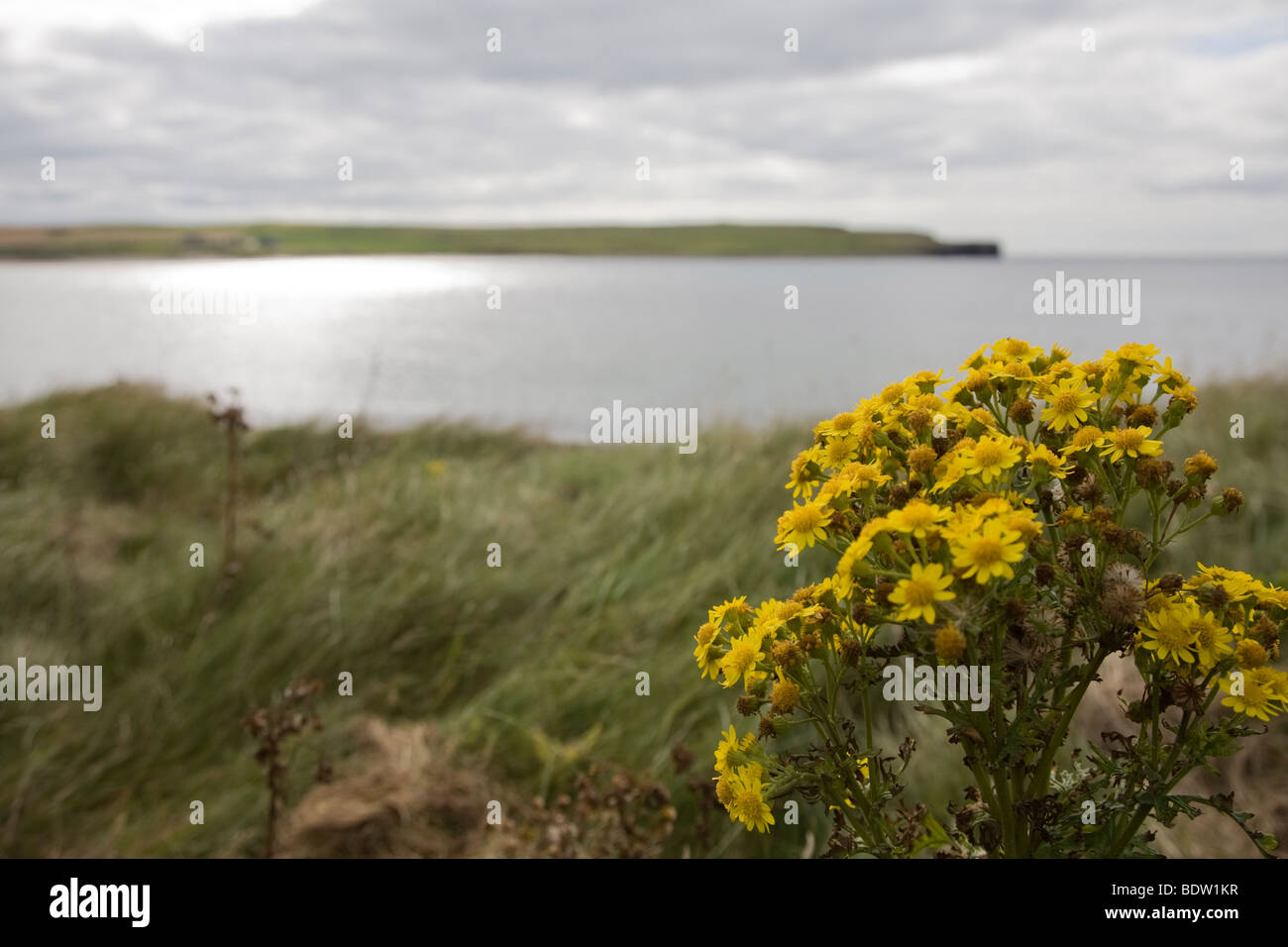 Kueste der hauptinsel terraferma der orkney-isole, costa della terraferma e isole Orcadi Scozia, schottland Foto Stock