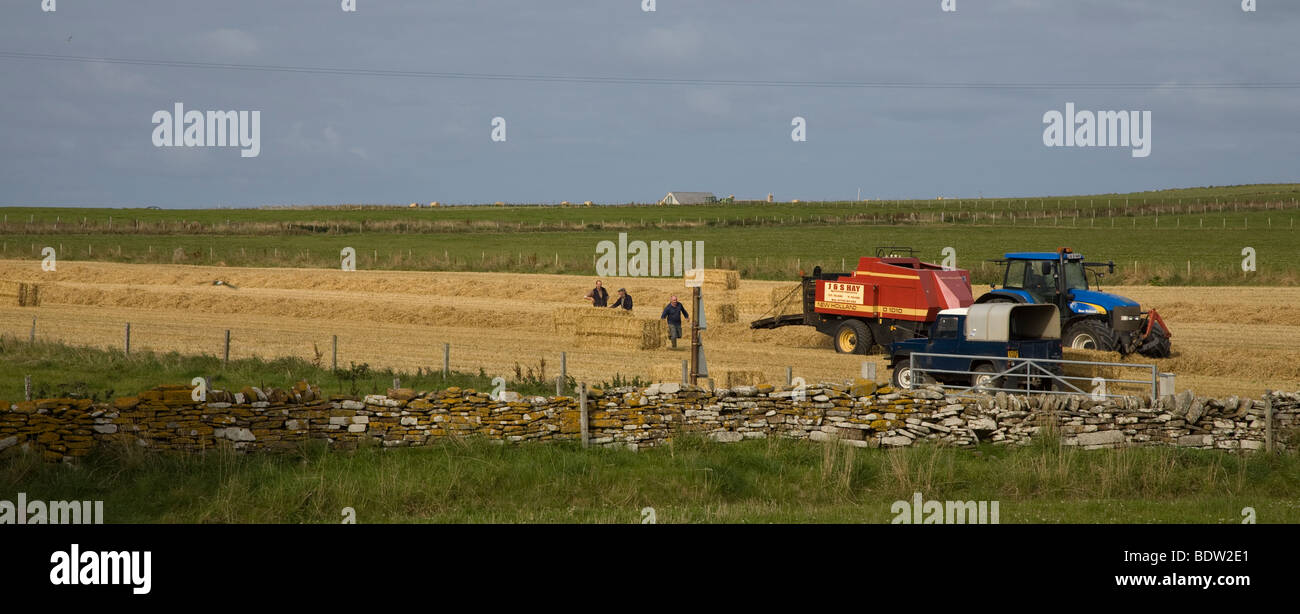 Bauern bei der heuernte, agricoltore alla mietitura, isole Orcadi Scozia, Orkney Islands Foto Stock