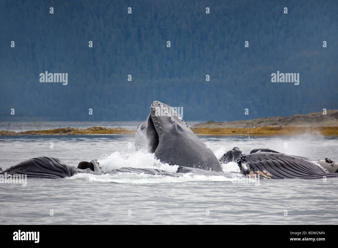 Humpback Whale Megaptera novaeangliae Foto Stock