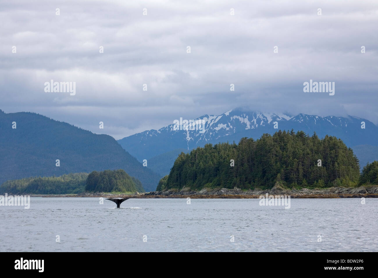 Humpback Whale Megaptera novaeangliae Foto Stock